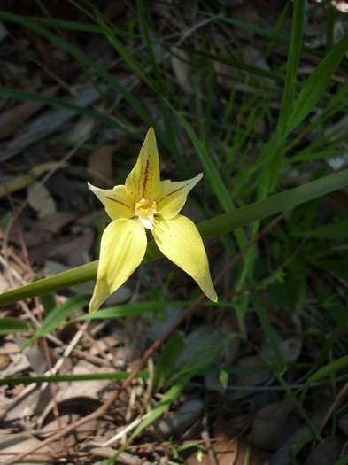 Caladenia - orchidaceae_cowslip_10.jpg